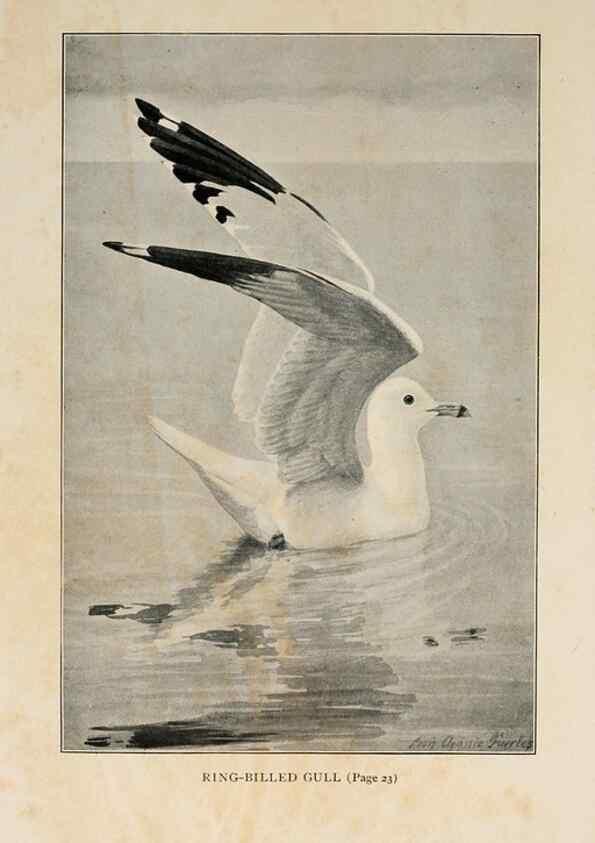 Reproducción/Reproduction 8455225201: Handbook of birds of the western United States,. BostonHoughton, Mifflin and company,1902.