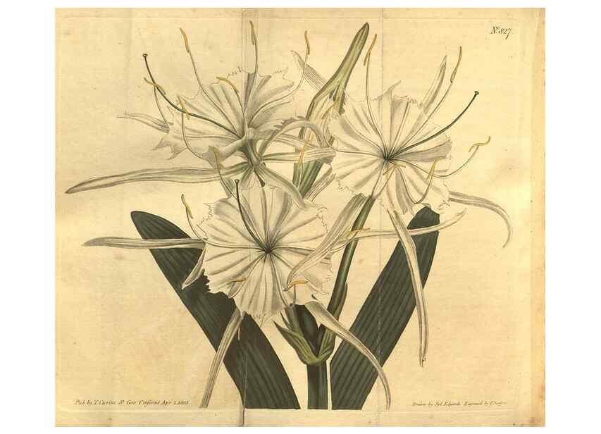 Reproducción/Reproduction 8470996176: Curtis's botanical magazine.. London ;New York [etc.] :Academic Press [etc.]