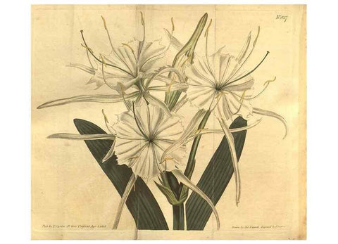 Reproducción/Reproduction 8470996176: Curtis's botanical magazine.. London ;New York [etc.] :Academic Press [etc.]