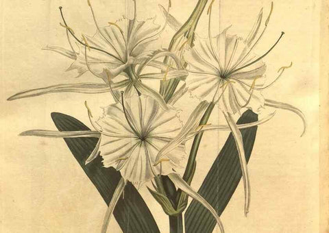 Reproducción/Reproduction 8470996176: Curtis's botanical magazine.. London ;New York [etc.] :Academic Press [etc.]