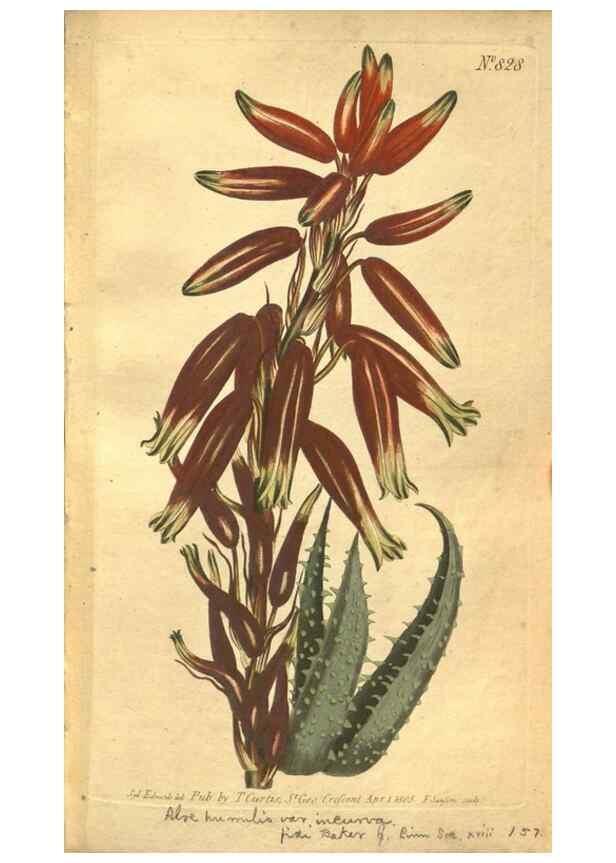 Reproducción/Reproduction 8470996730: Curtis's botanical magazine.. London ;New York [etc.] :Academic Press [etc.]