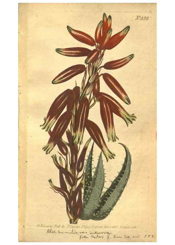 Reproducción/Reproduction 8470996730: Curtis's botanical magazine.. London ;New York [etc.] :Academic Press [etc.]