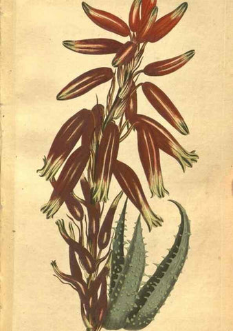 Reproducción/Reproduction 8470996730: Curtis's botanical magazine.. London ;New York [etc.] :Academic Press [etc.]