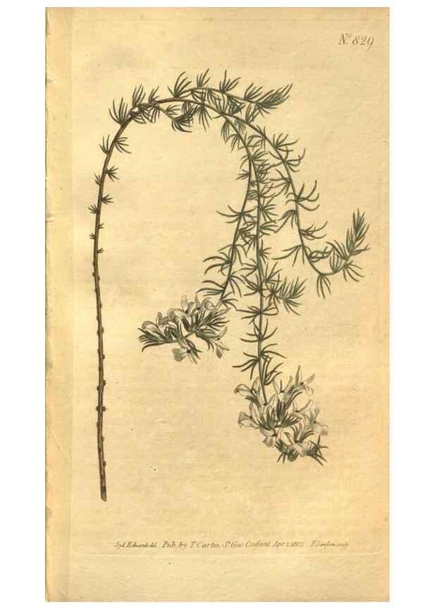 Reproducción/Reproduction 8469903731: Curtis's botanical magazine.. London ;New York [etc.] :Academic Press [etc.]