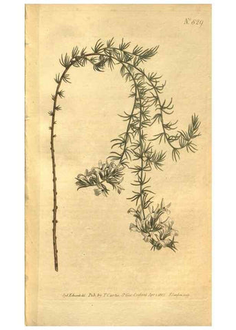 Reproducción/Reproduction 8469903731: Curtis's botanical magazine.. London ;New York [etc.] :Academic Press [etc.]