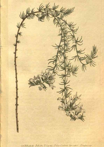 Reproducción/Reproduction 8469903731: Curtis's botanical magazine.. London ;New York [etc.] :Academic Press [etc.]