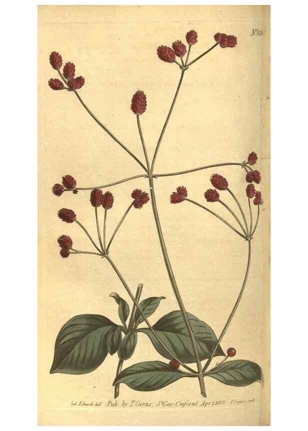 Reproducción/Reproduction 8469904193: Curtis's botanical magazine.. London ;New York [etc.] :Academic Press [etc.]