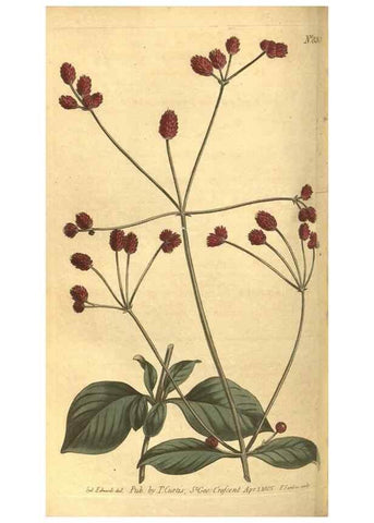 Reproducción/Reproduction 8469904193: Curtis's botanical magazine.. London ;New York [etc.] :Academic Press [etc.]