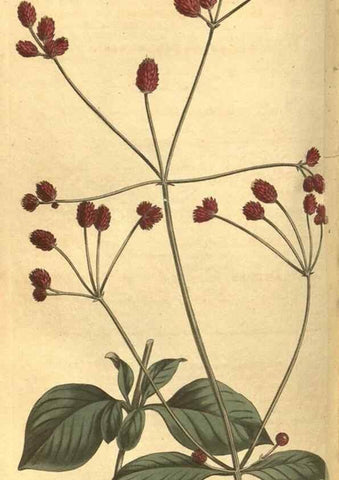 Reproducción/Reproduction 8469904193: Curtis's botanical magazine.. London ;New York [etc.] :Academic Press [etc.]