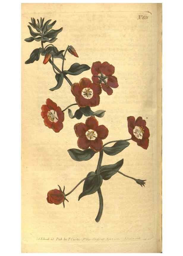Reproducción/Reproduction 8469904657: Curtis's botanical magazine.. London ;New York [etc.] :Academic Press [etc.]