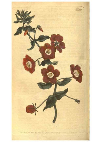 Reproducción/Reproduction 8469904657: Curtis's botanical magazine.. London ;New York [etc.] :Academic Press [etc.]