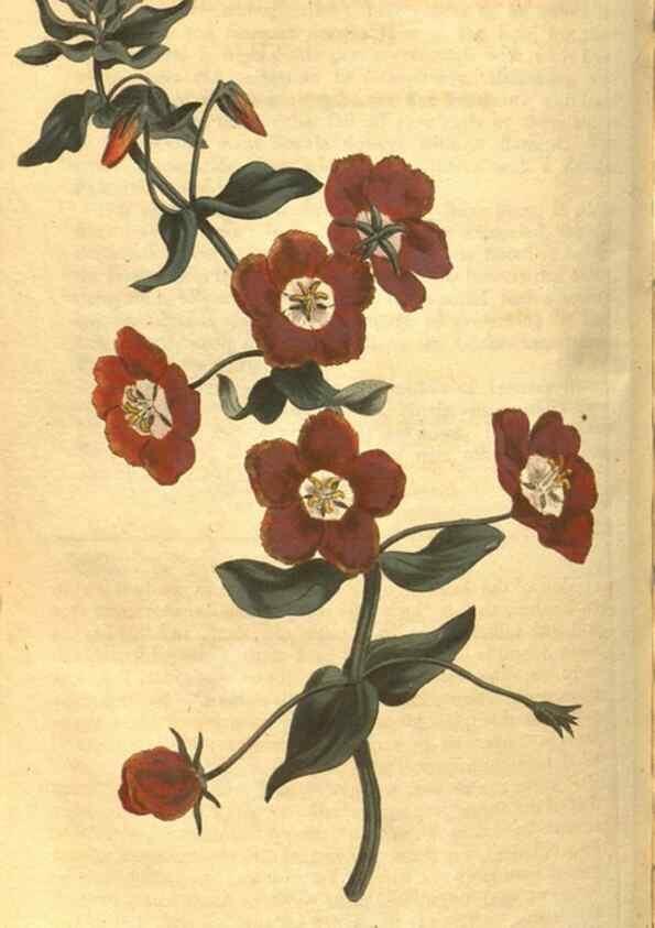 Reproducción/Reproduction 8469904657: Curtis's botanical magazine.. London ;New York [etc.] :Academic Press [etc.]