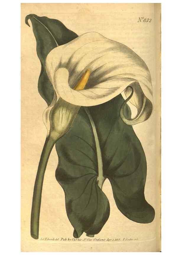Reproducción/Reproduction 8469905133: Curtis's botanical magazine.. London ;New York [etc.] :Academic Press [etc.]
