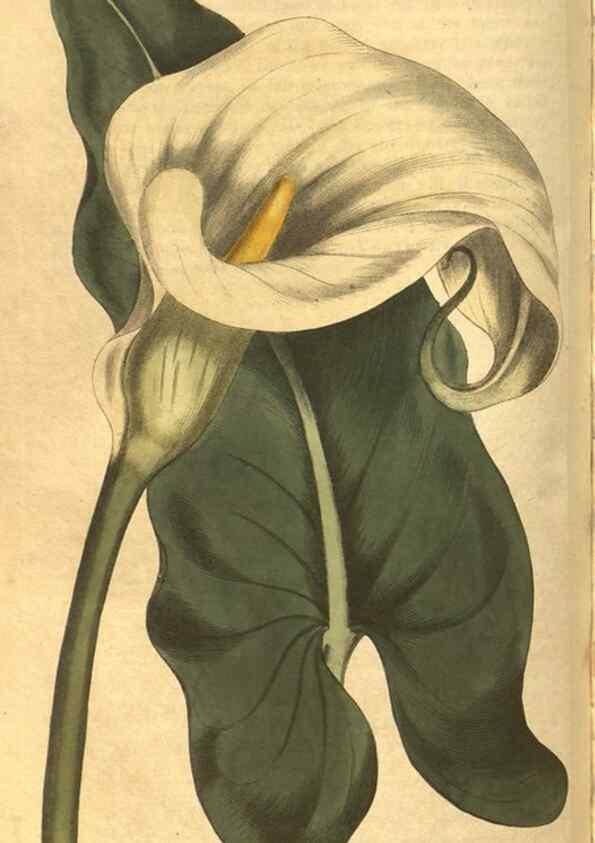 Reproducción/Reproduction 8469905133: Curtis's botanical magazine.. London ;New York [etc.] :Academic Press [etc.]