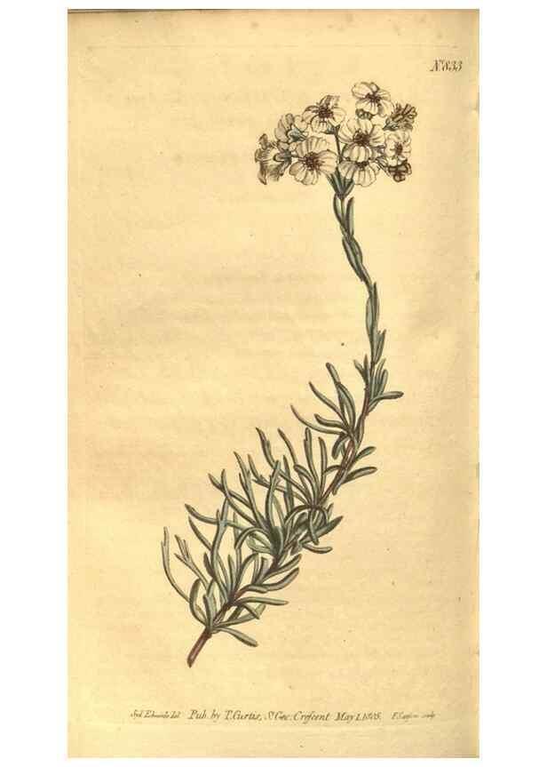 Reproducción/Reproduction 8470999620: Curtis's botanical magazine.. London ;New York [etc.] :Academic Press [etc.]