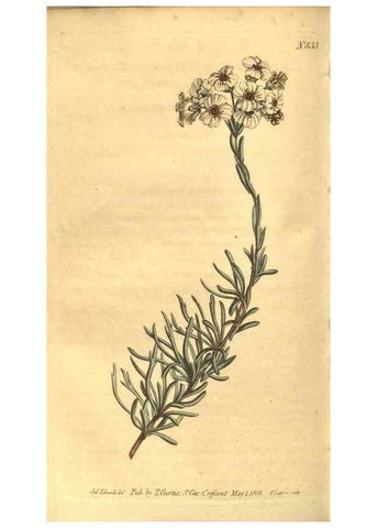 Reproducción/Reproduction 8470999620: Curtis's botanical magazine.. London ;New York [etc.] :Academic Press [etc.]