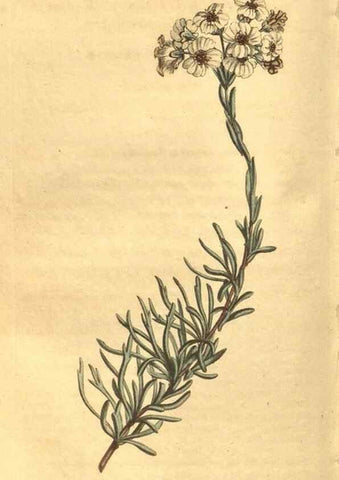 Reproducción/Reproduction 8470999620: Curtis's botanical magazine.. London ;New York [etc.] :Academic Press [etc.]