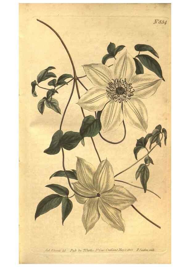 Reproducción/Reproduction 8471000134: Curtis's botanical magazine.. London ;New York [etc.] :Academic Press [etc.]
