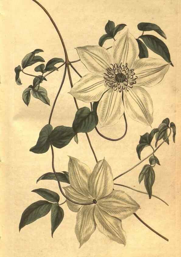 Reproducción/Reproduction 8471000134: Curtis's botanical magazine.. London ;New York [etc.] :Academic Press [etc.]
