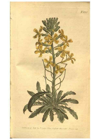 Reproducción/Reproduction 8469906865: Curtis's botanical magazine.. London ;New York [etc.] :Academic Press [etc.]