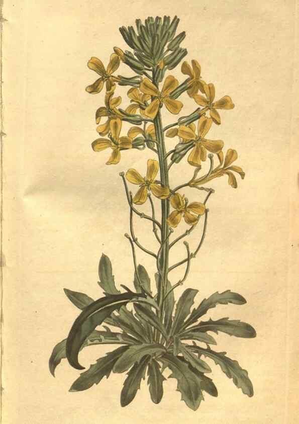 Reproducción/Reproduction 8469906865: Curtis's botanical magazine.. London ;New York [etc.] :Academic Press [etc.]