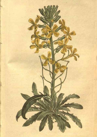 Reproducción/Reproduction 8469906865: Curtis's botanical magazine.. London ;New York [etc.] :Academic Press [etc.]