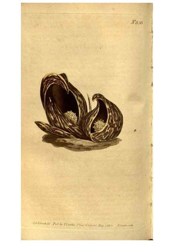 Reproducción/Reproduction 8471001242: Curtis's botanical magazine.. London ;New York [etc.] :Academic Press [etc.]