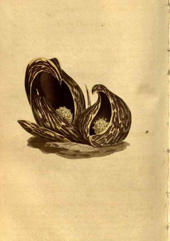 Reproducción/Reproduction 8471001242: Curtis's botanical magazine.. London ;New York [etc.] :Academic Press [etc.]
