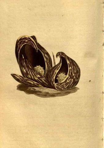 Reproducción/Reproduction 8471001242: Curtis's botanical magazine.. London ;New York [etc.] :Academic Press [etc.]