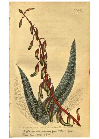 Reproducción/Reproduction 8469907923: Curtis's botanical magazine.. London ;New York [etc.] :Academic Press [etc.]