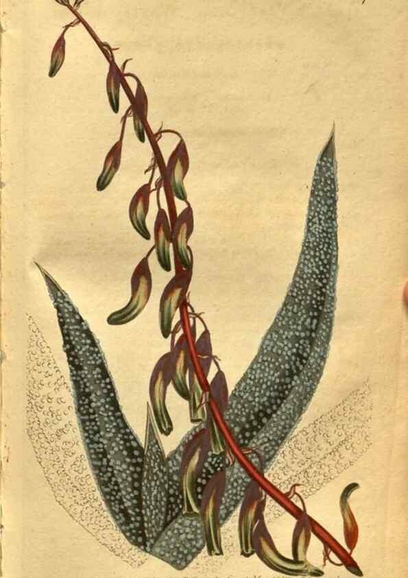 Reproducción/Reproduction 8469907923: Curtis's botanical magazine.. London ;New York [etc.] :Academic Press [etc.]