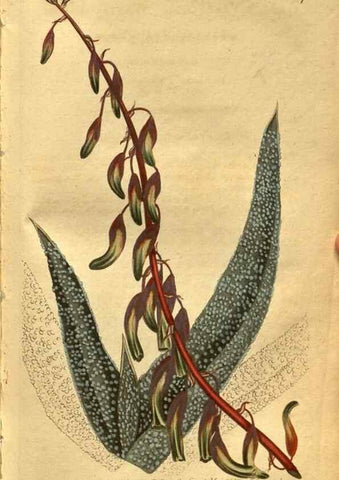 Reproducción/Reproduction 8469907923: Curtis's botanical magazine.. London ;New York [etc.] :Academic Press [etc.]