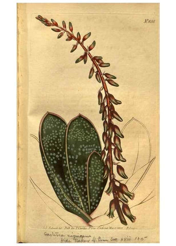 Reproducción/Reproduction 8469908659: Curtis's botanical magazine.. London ;New York [etc.] :Academic Press [etc.]