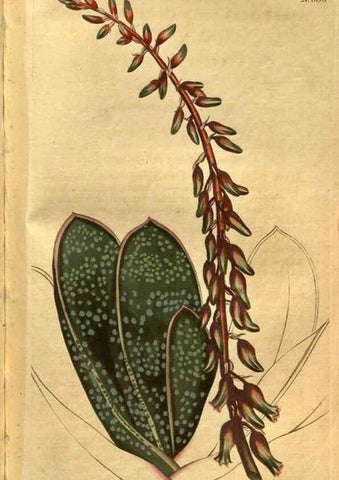Reproducción/Reproduction 8469908659: Curtis's botanical magazine.. London ;New York [etc.] :Academic Press [etc.]