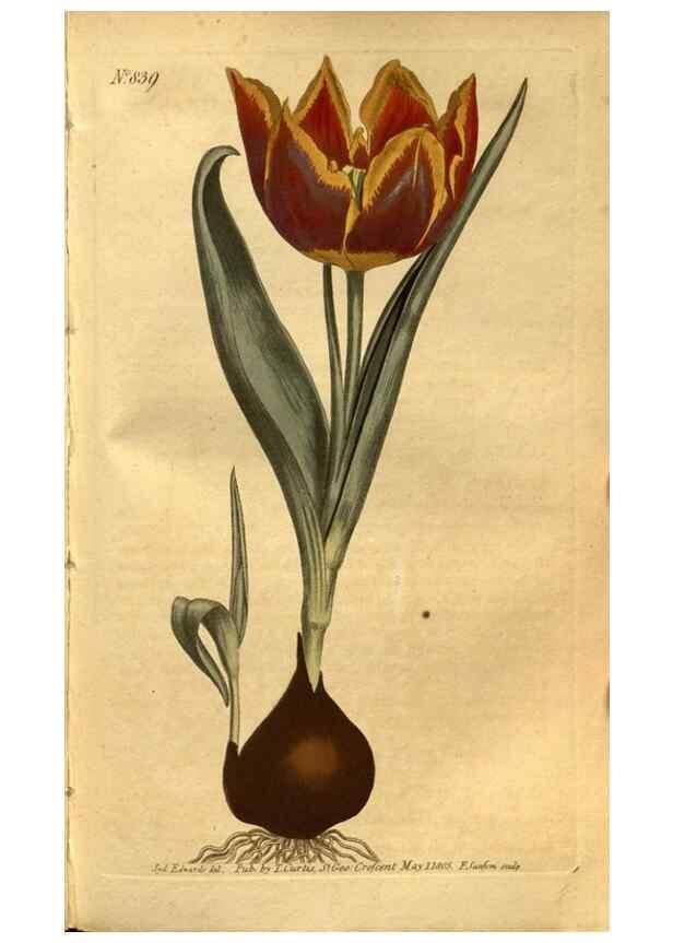 Reproducción/Reproduction 8471003234: Curtis's botanical magazine.. London ;New York [etc.] :Academic Press [etc.]