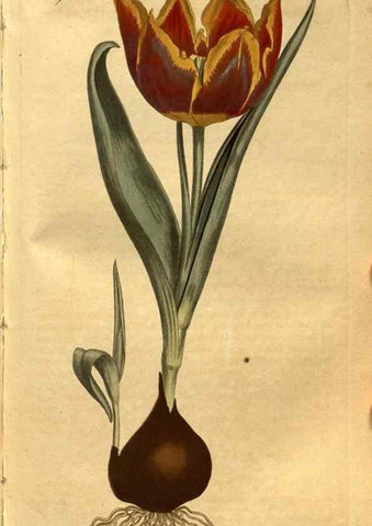 Reproducción/Reproduction 8471003234: Curtis's botanical magazine.. London ;New York [etc.] :Academic Press [etc.]
