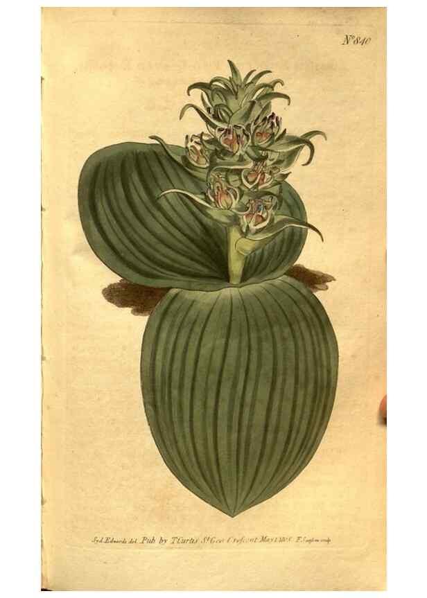 Reproducción/Reproduction 8469909967: Curtis's botanical magazine.. London ;New York [etc.] :Academic Press [etc.]