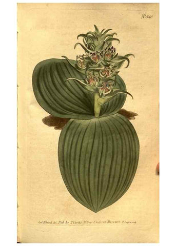 Reproducción/Reproduction 8469909967: Curtis's botanical magazine.. London ;New York [etc.] :Academic Press [etc.]
