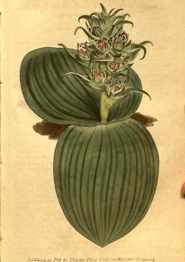Reproducción/Reproduction 8469909967: Curtis's botanical magazine.. London ;New York [etc.] :Academic Press [etc.]