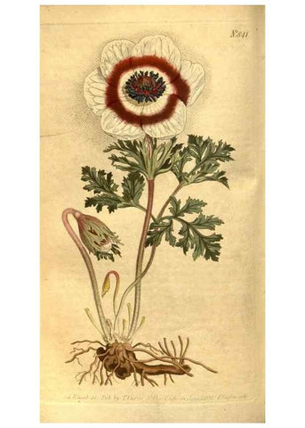 Reproducción/Reproduction 8469910763: Curtis's botanical magazine.. London ;New York [etc.] :Academic Press [etc.]