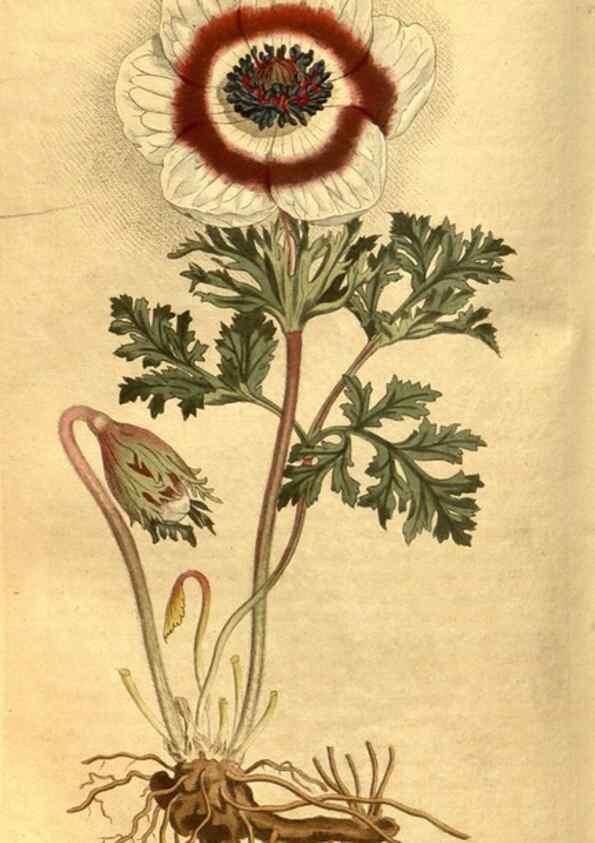 Reproducción/Reproduction 8469910763: Curtis's botanical magazine.. London ;New York [etc.] :Academic Press [etc.]