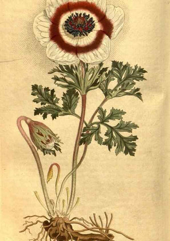Reproducción/Reproduction 8469910763: Curtis's botanical magazine.. London ;New York [etc.] :Academic Press [etc.]