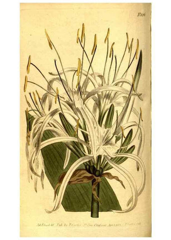 Reproducción/Reproduction 8469902255: Curtis's botanical magazine.. London ;New York [etc.] :Academic Press [etc.]