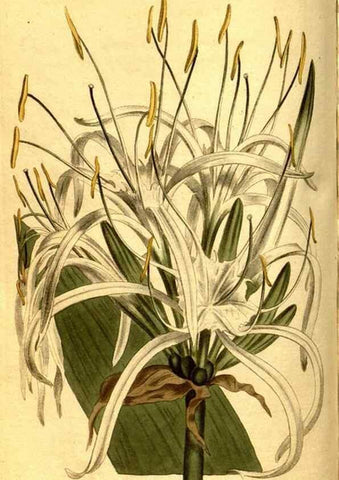 Reproducción/Reproduction 8469902255: Curtis's botanical magazine.. London ;New York [etc.] :Academic Press [etc.]