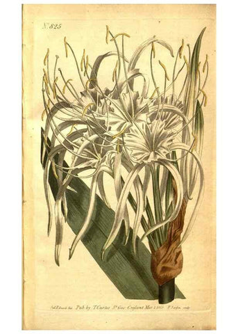 Reproducción/Reproduction 8469901597: Curtis's botanical magazine.. London ;New York [etc.] :Academic Press [etc.]