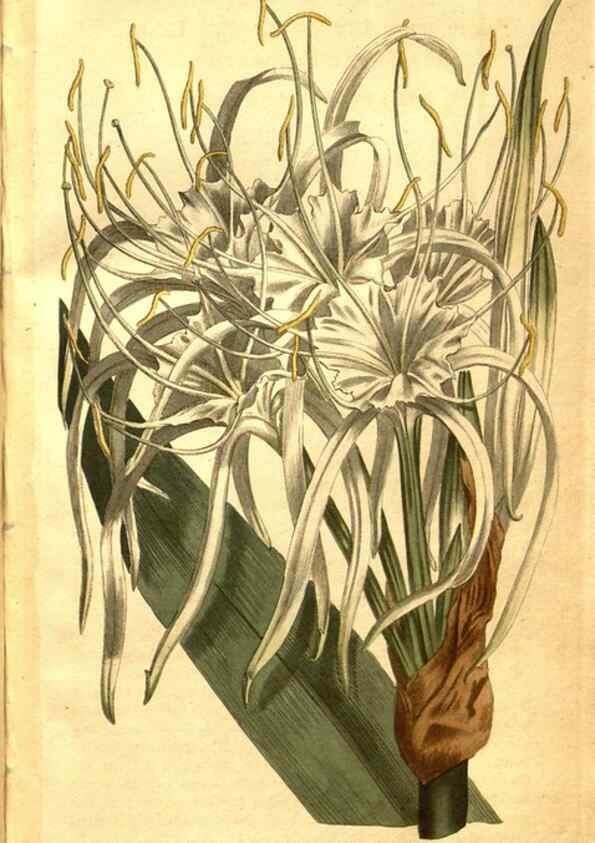 Reproducción/Reproduction 8469901597: Curtis's botanical magazine.. London ;New York [etc.] :Academic Press [etc.]