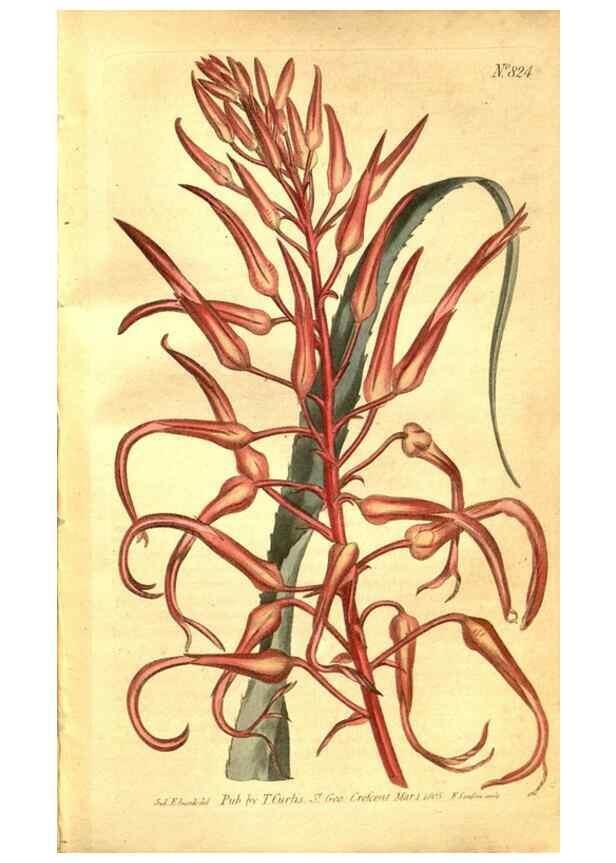 Reproducción/Reproduction 8469900911: Curtis's botanical magazine.. London ;New York [etc.] :Academic Press [etc.]