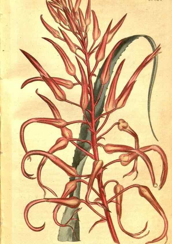Reproducción/Reproduction 8469900911: Curtis's botanical magazine.. London ;New York [etc.] :Academic Press [etc.]