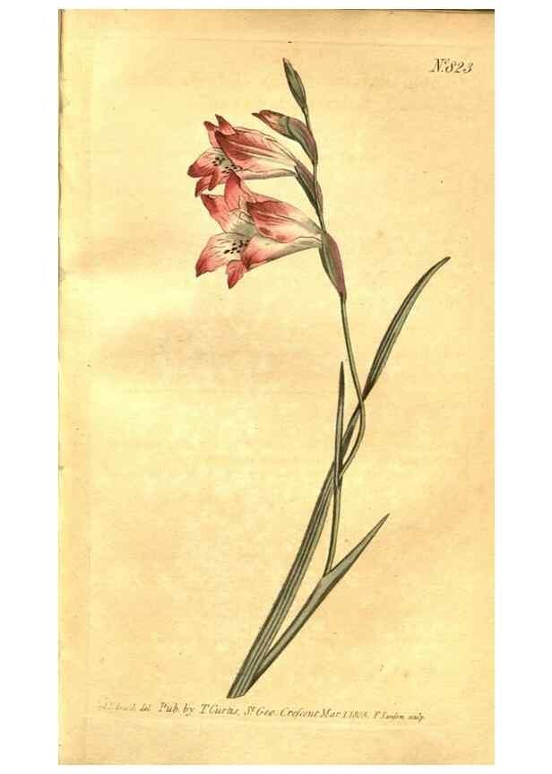Reproducción/Reproduction 8470993602: Curtis's botanical magazine.. London ;New York [etc.] :Academic Press [etc.]