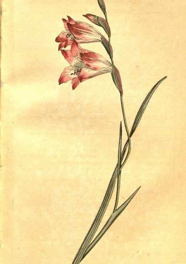 Reproducción/Reproduction 8470993602: Curtis's botanical magazine.. London ;New York [etc.] :Academic Press [etc.]